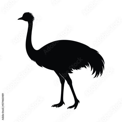 ostrich vector illustration