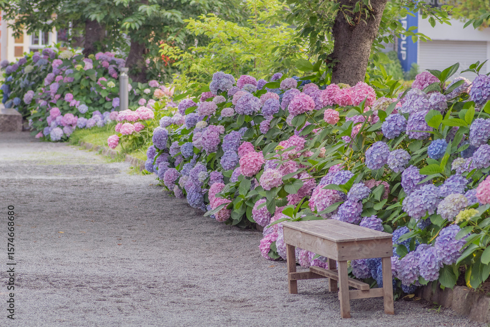 Fototapeta premium Colorful hydrangea flowers in full bloom beside a bench, Maizuru Park, Fukuoka, Japan