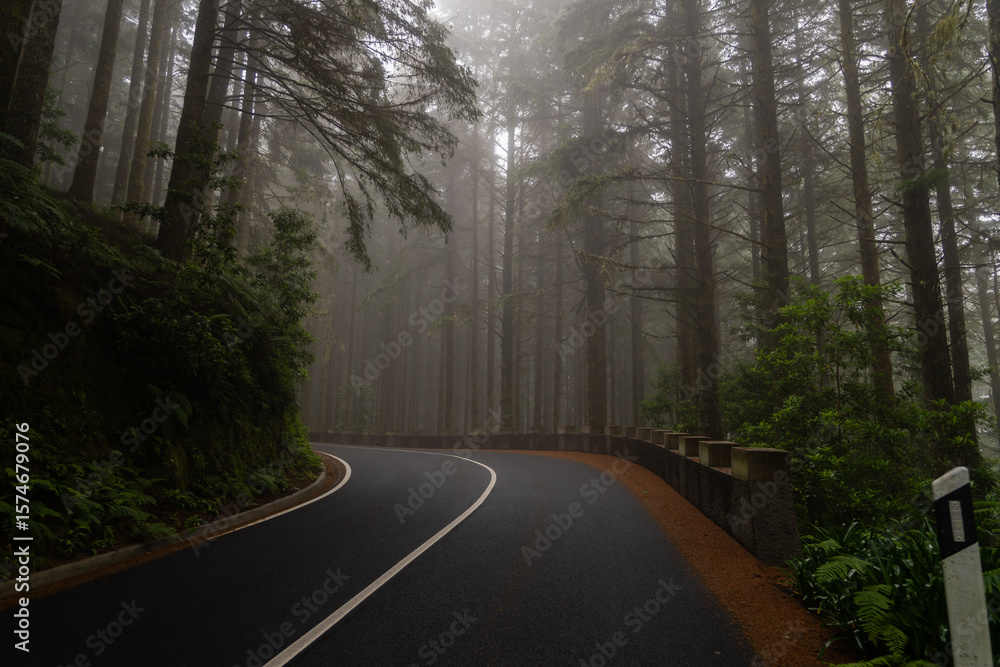 Naklejka premium Winding foggy road in moody pine forest Horizontal