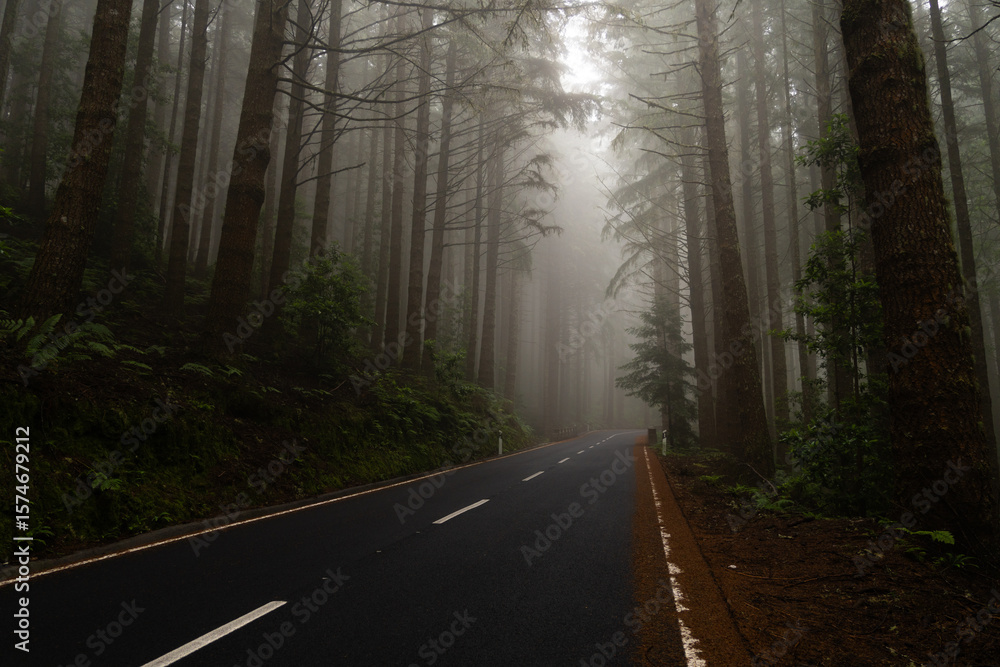 Fototapeta premium Foggy pine forest road with dense trees Horizontal