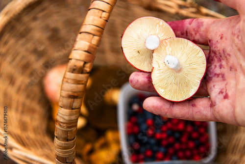 Closeup of a hand putting freshly picked wild mushrooms, handpicked forest berries into a wicker basket. Blueberries, cranberries, russula harvest.  Finland, Hamina, Kymenlaakso. Selective focus