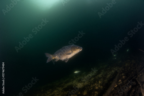 A carp swimming in the lake. A huge carp swims in the water. Life in European freshwater.