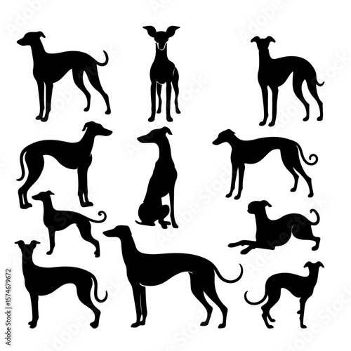 Italian Greyhound Silhouette , Italian Greyhound vector