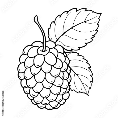 mulberry fruit outline vector on white background