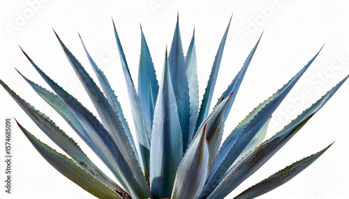 blue agave aloe vera plant isolated on a white background