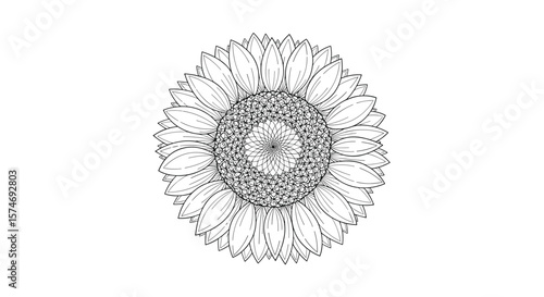 Elegant hand drawn outline art of a single sunflower facing forward with detailed petals and seed head
