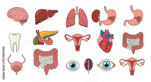 An illustrated collection of human internal organs and body parts depicting essential biological systems and their anatomical structures