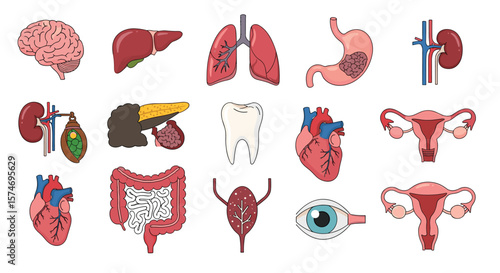 A comprehensive collection of human internal organs and body systems for educational purposes