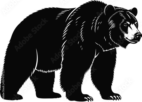 A black bear standing on a white background with detailed fur illustration art