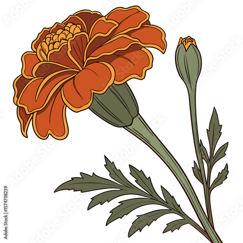 Detailed Illustration of a Marigold Flower with Bud and Leaves on White