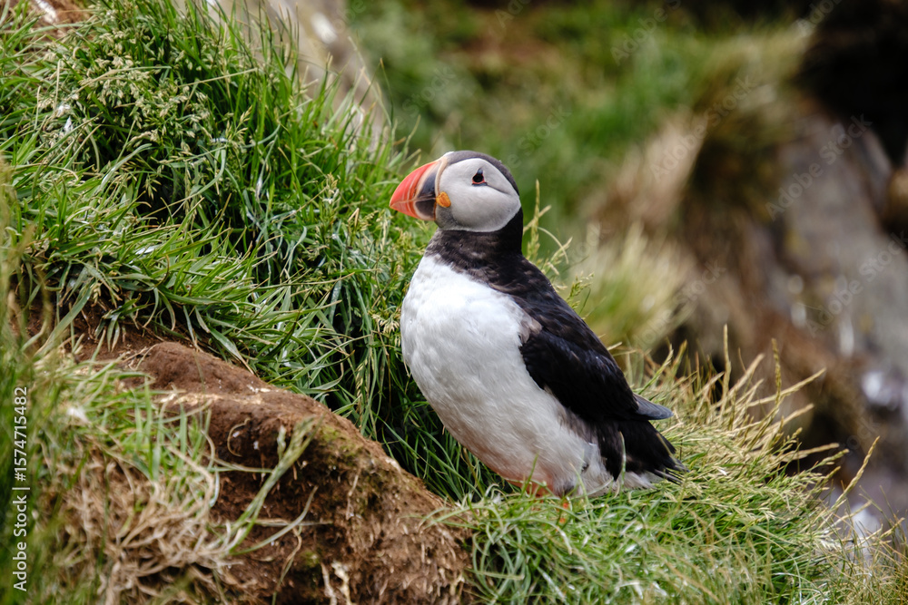 Obraz premium A vibrant puffin stands on a grassy ledge, showcasing its distinctive orange beak and black and white plumage. This scene captures the essence of Icelands natural beauty during a sunny day.