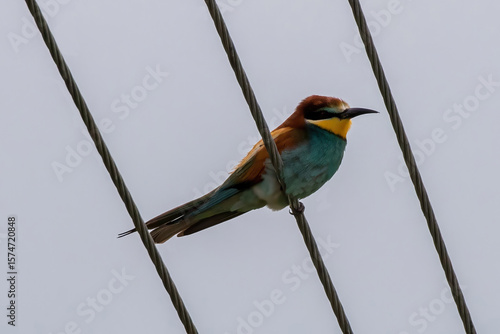 Bee-eater (Merops apiaster) sitting on a wire in Nestos National Park in northern Greece.