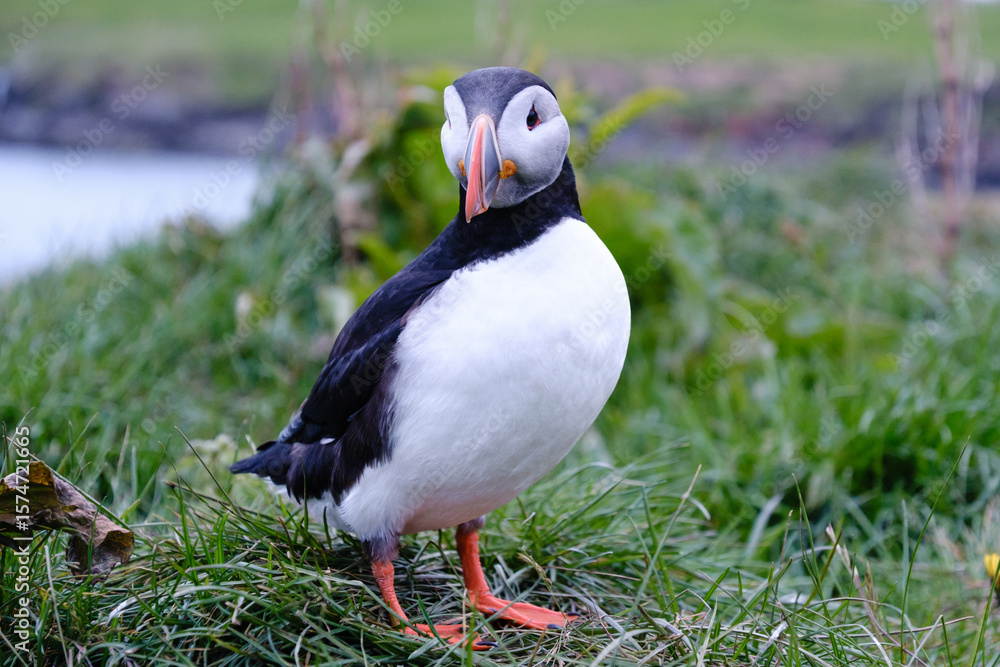 Naklejka premium A vibrant puffin stands on lush green grass near the coastline of Iceland, showcasing its striking black and white feathers and colorful beak against a moody sky. Bakkagerd, East Iceland, Puffins.