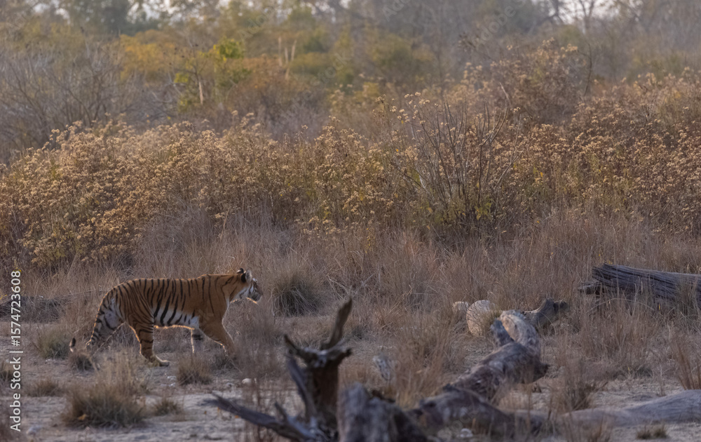 Fototapeta premium Female tigress (Panthera tigris) walking in the jungle of jim corbett forest.
