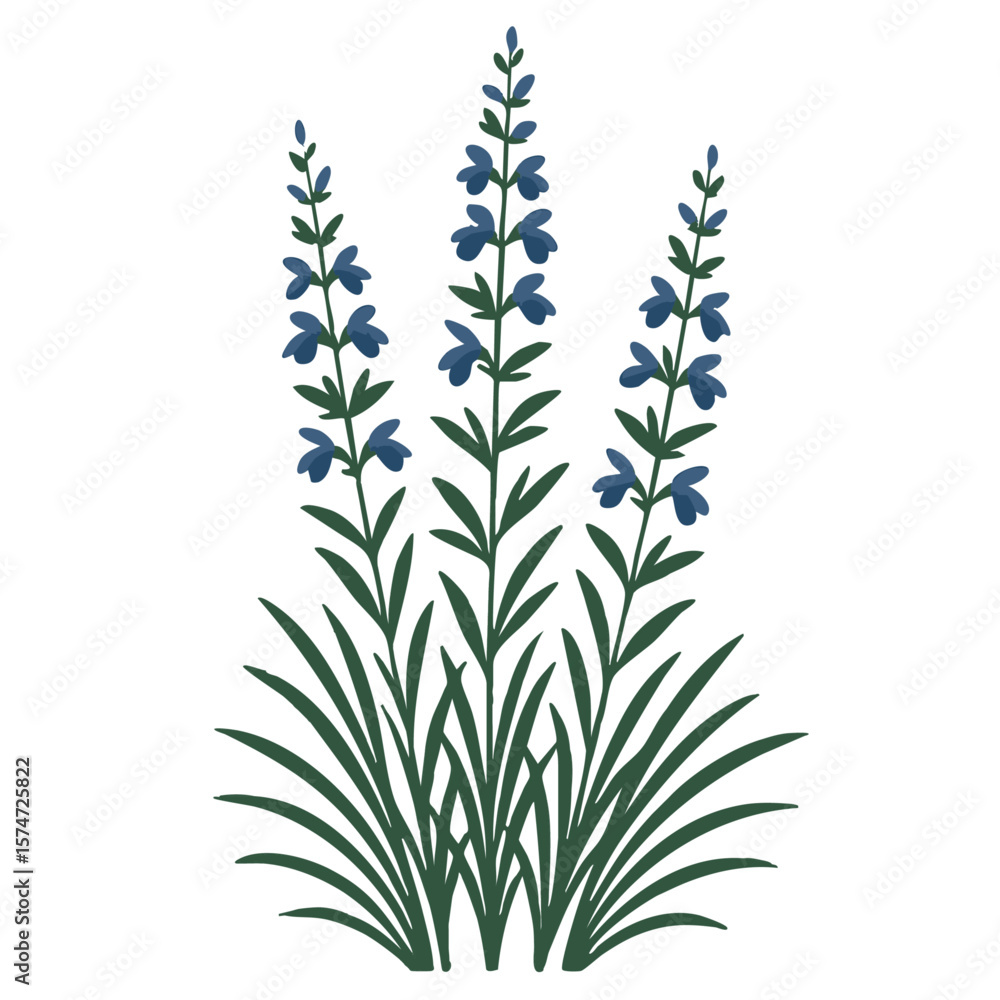 Fototapeta premium Salvia Texas Native Plant