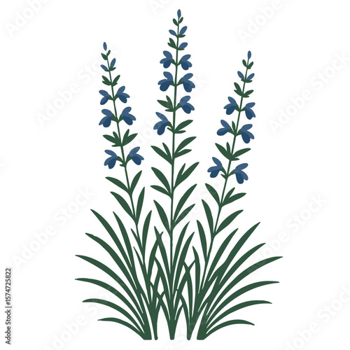 Salvia Texas Native Plant