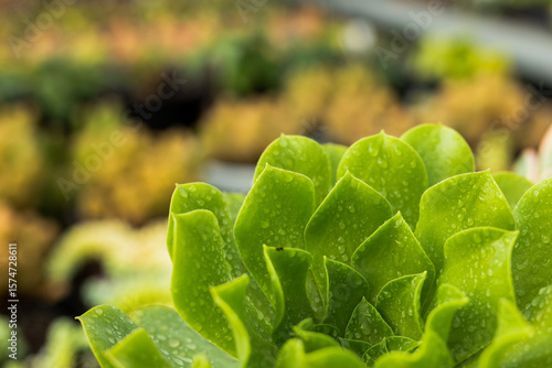 Green succulent rosette glistening with water droplets on nursery bench with blurred soil trays