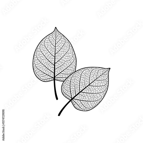 Two intricately detailed leaf skeletons with prominent veins on a clean white background artfully displayed