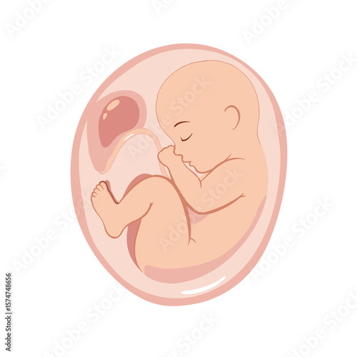 Illustration of Fetus for Maternity Education and Prenatal Health Awareness
