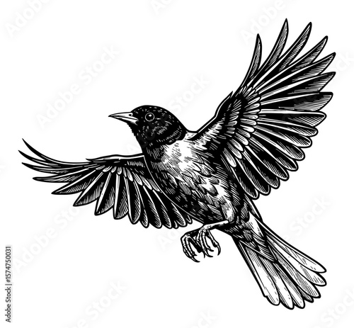 Dynamic Oriole Bird Flying Freedom Movement Vintage Style Black and White Outline Line Art Drawing