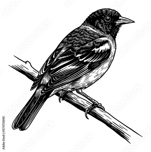 Detailed Oriole Bird Perched on a Branch Black and White Outline Line Art Drawing Engraving Style