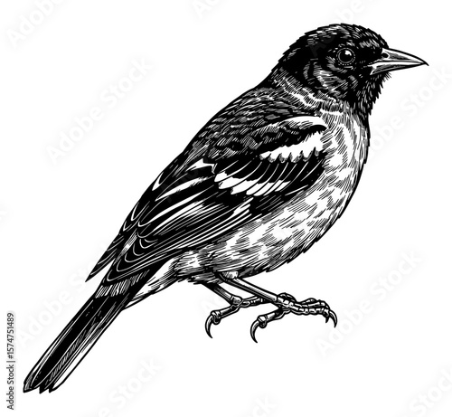 Detailed Oriole Bird Full Body Shot in Black and White Outline Line Art Drawing Vintage Engraving Style