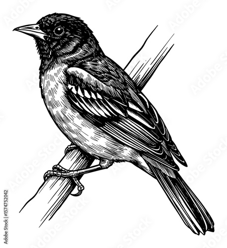 Oriole Bird Full Body Shot Perched on Branch Vintage Black and White Outline Line Art Drawing Illustration