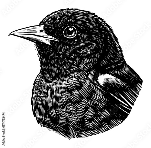 Oriole Bird Head Portrait Black and White Outline Line Art Drawing Vintage Engraved Illustration