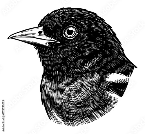 Detailed Oriole Bird Head Portrait Black and White Outline Line Art Drawing Engraving Style Vintage Etching Illustration