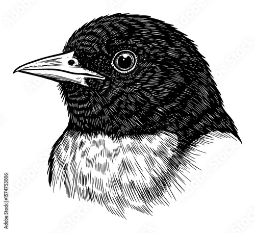 Detailed Oriole Bird Head Portrait Side Profile Black and White Outline Line Art Drawing Vintage Engraving Style Isolated