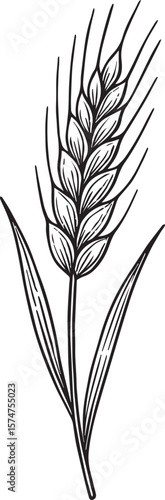 Hand drawn wheat ear line art vector 