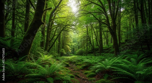 Enchanted Forest Path Bathed in Golden Sunlight