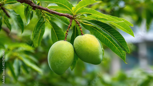 fresh green mangoes on tree branch