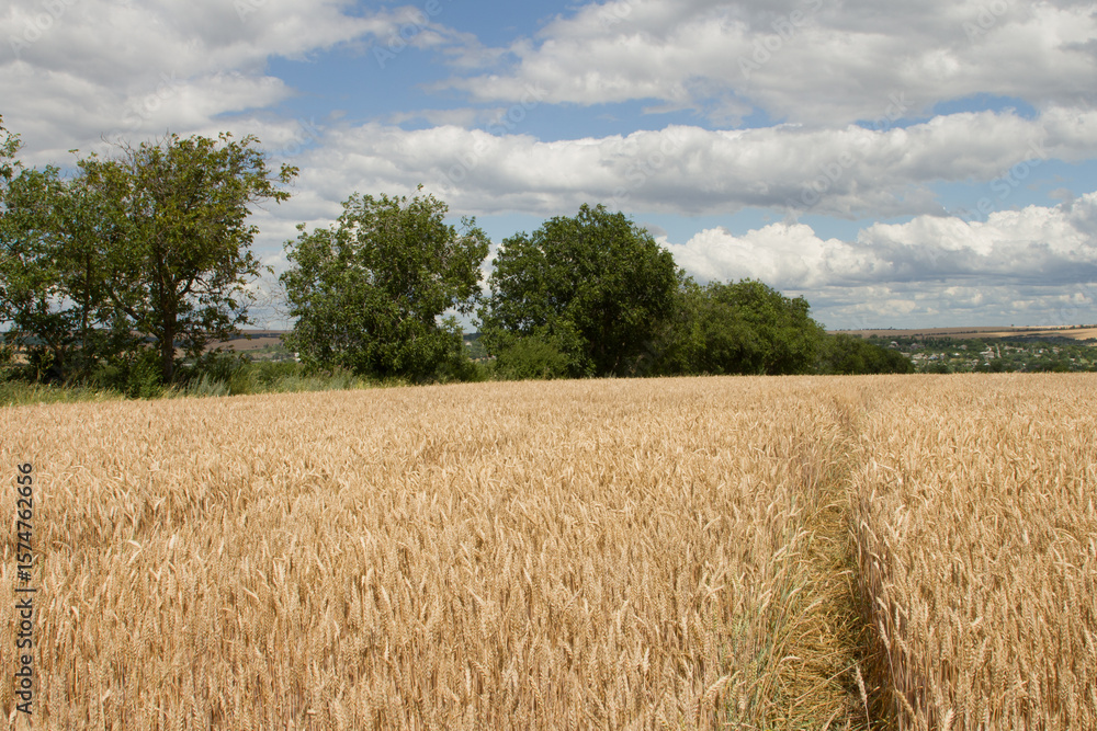 Fototapeta premium A field of wheat