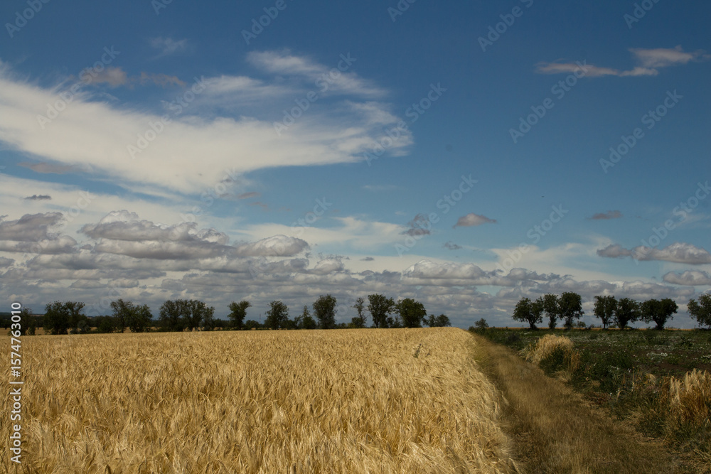 Fototapeta premium A field of wheat