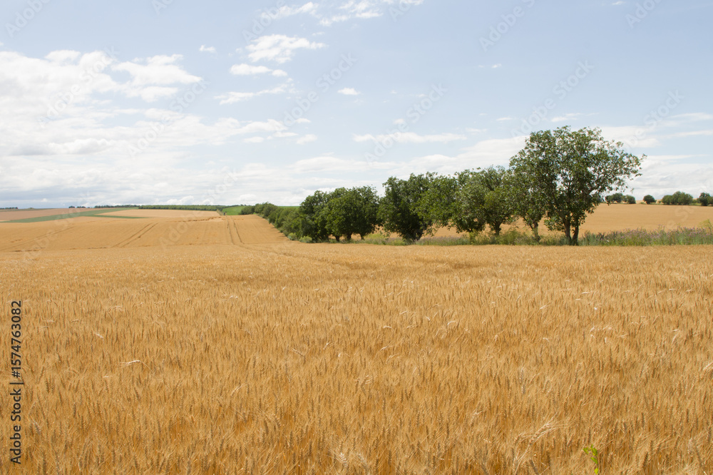 A field of yellow grass A field of yellow grass