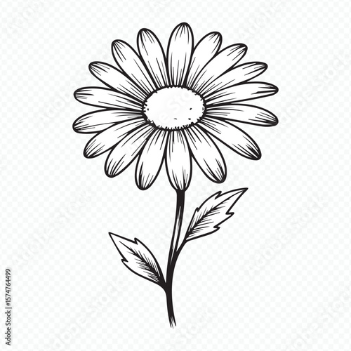 minimalist daisy blossom vector sketch with editable outlines ideal for branding, packaging, digital prints and decor