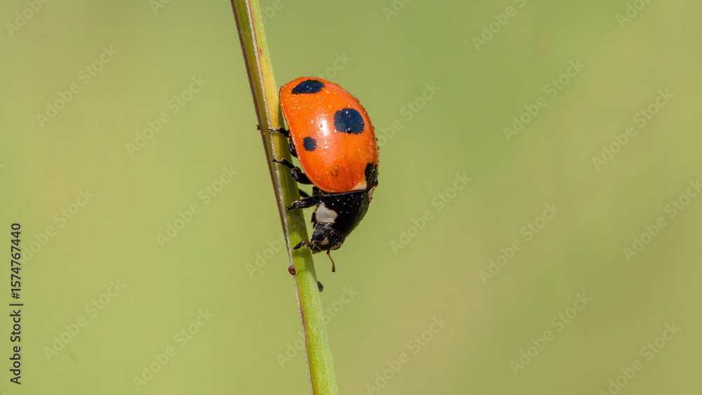 Fototapeta premium ladybird on a leaf