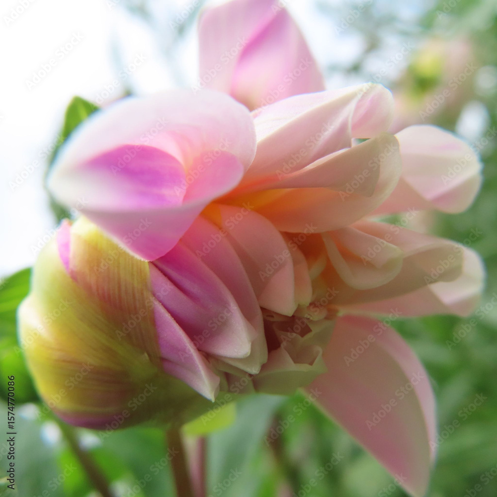 Fototapeta premium 日本で初夏にダリアが咲いています