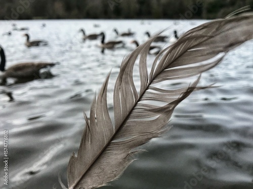 Feather With Water Background