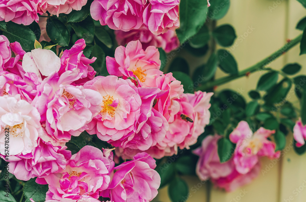 Fototapeta premium Fragrant light pink roses on large bush attract insects. Lush clustered roses in full bloom. Secrets of growing and caring for roses.