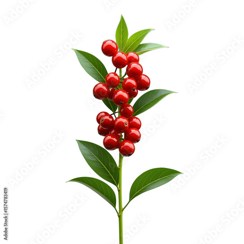 A vibrant branch showcases a red rose with ripe berries and green leaves, capturing the essence of nature's summer fruit