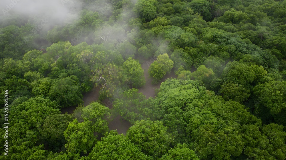 Naklejka premium Lush green treetops veiled in soft mist