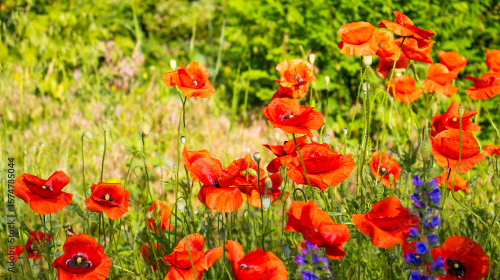 Obraz premium Vibrant field of red poppies blooming in the warm sunlight with lush greenery surrounding the flowers