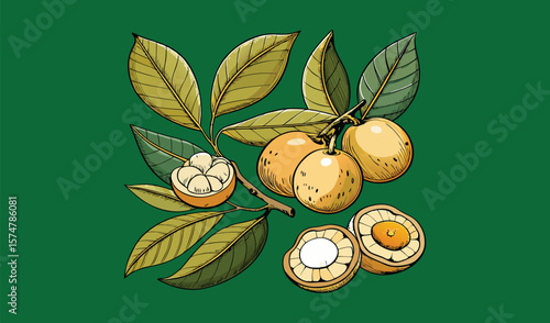 Hand drawn illustration of mangosteen fruit and leaves