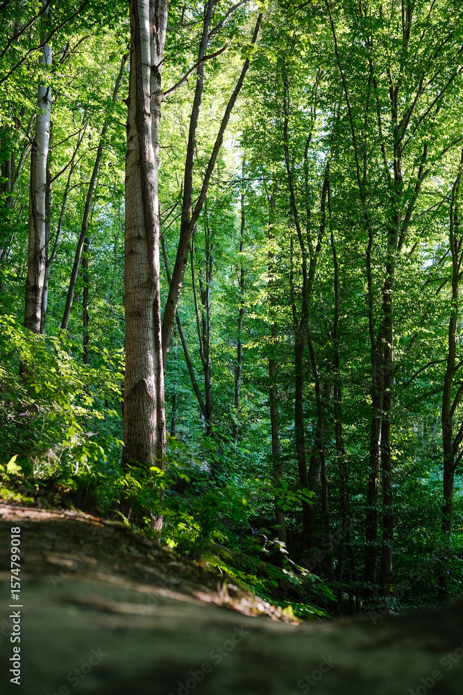 Fototapeta premium Winding forest path illuminated by dappled sunlight, surrounded by tall trees and lush green foliage.