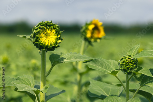 bright sunflower in bloom during flowering phase