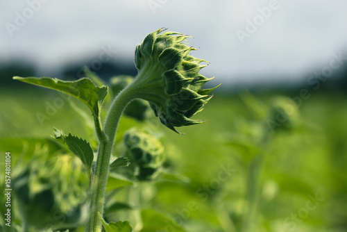 rear perspective of sunflower seedling in vegetative development