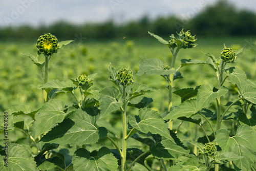 early vegetative emergence of a young sunflower plants from soil