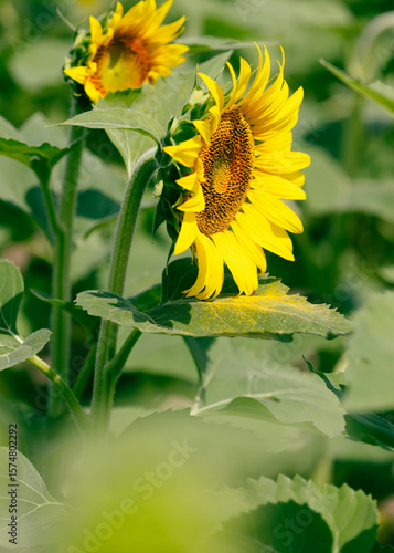 close up of sunflower with yellow pollen on leaf in natural light